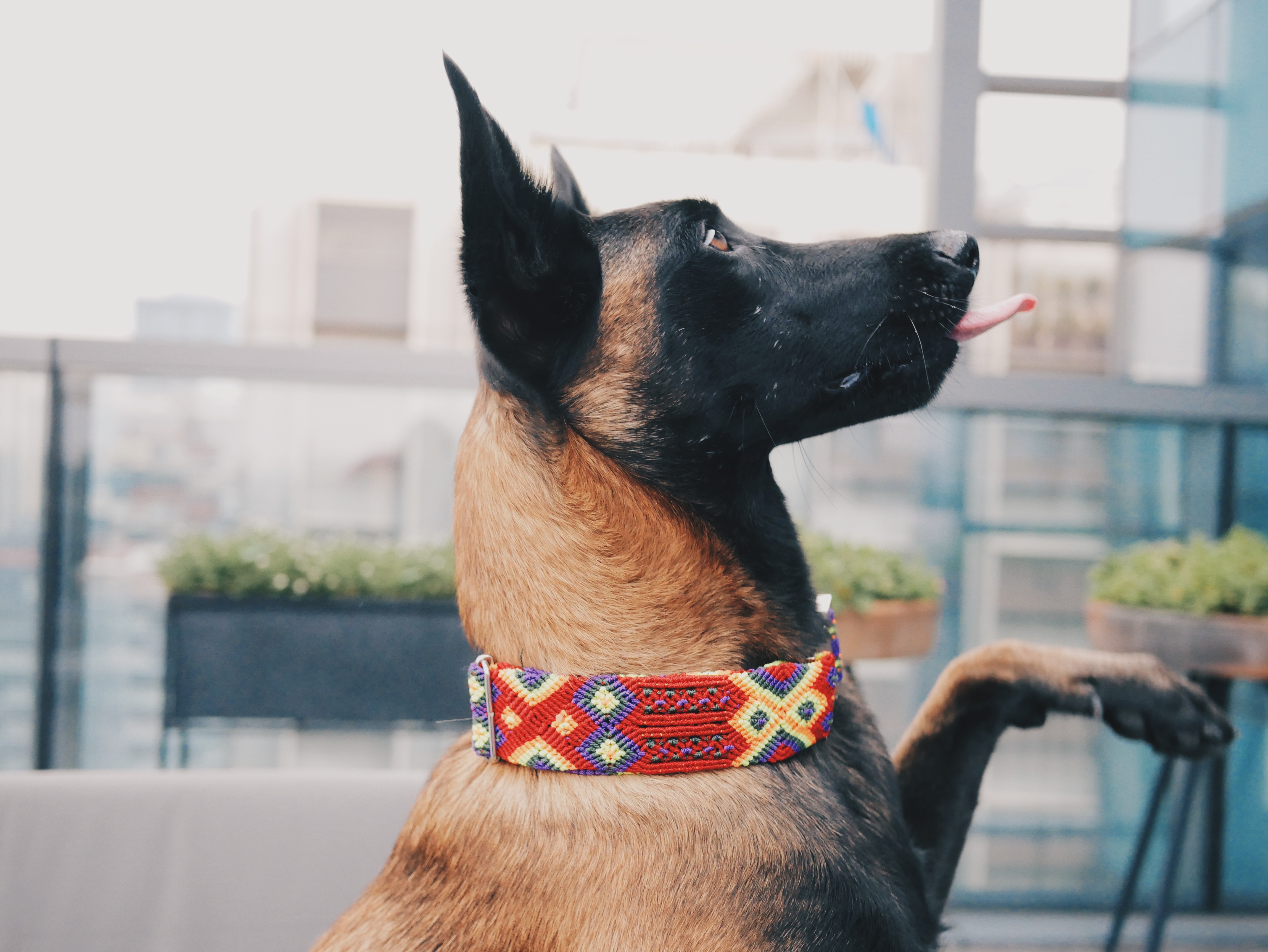 零支持者的文化包容狗项圈：一场无人问津的众筹实验