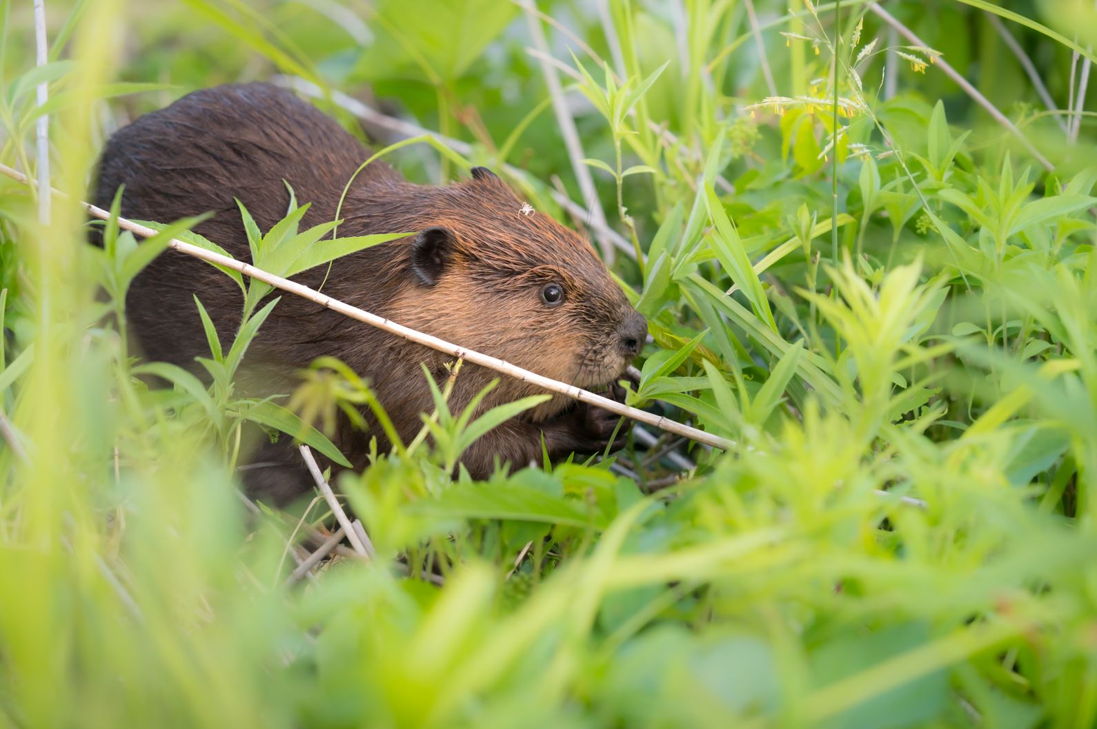 零支持者的生态纪录片：一场无人问津的众筹实验