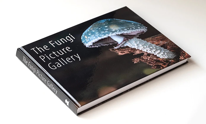 一场零支持者的蘑菇摄影集众筹