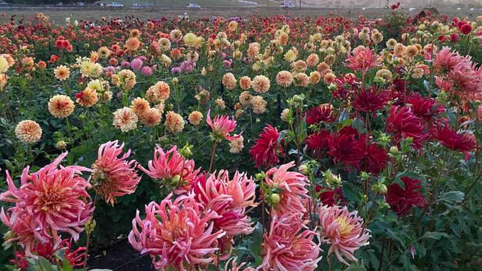 用一朵花募得5万美元：一个社区农场的众筹奇迹