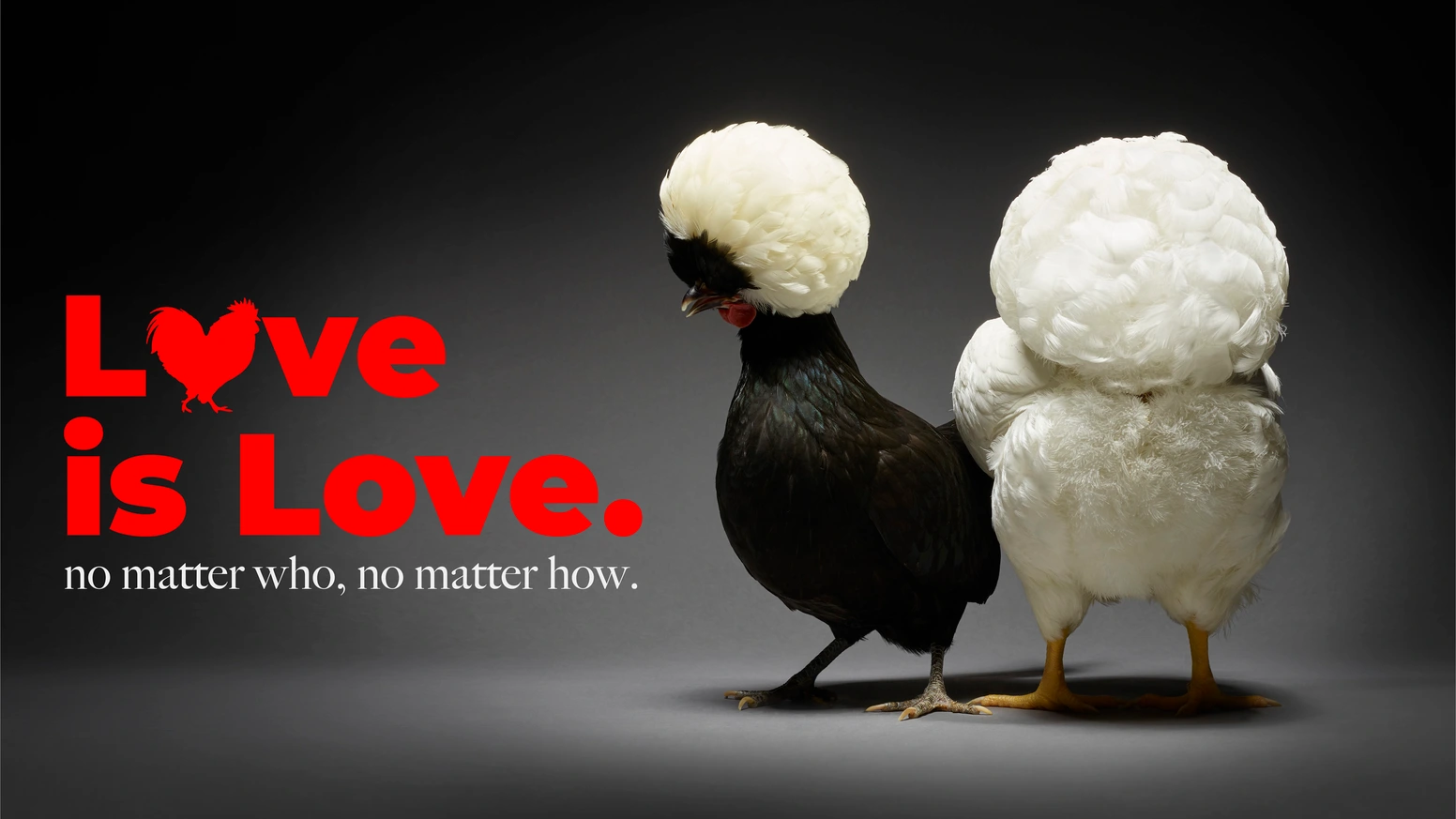 一只鸡的爱情摄影集，如何众筹3.1万美元？