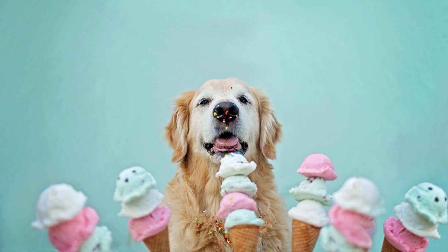 一本摄影集与一只玩偶，如何为一只金毛犬众筹23万？