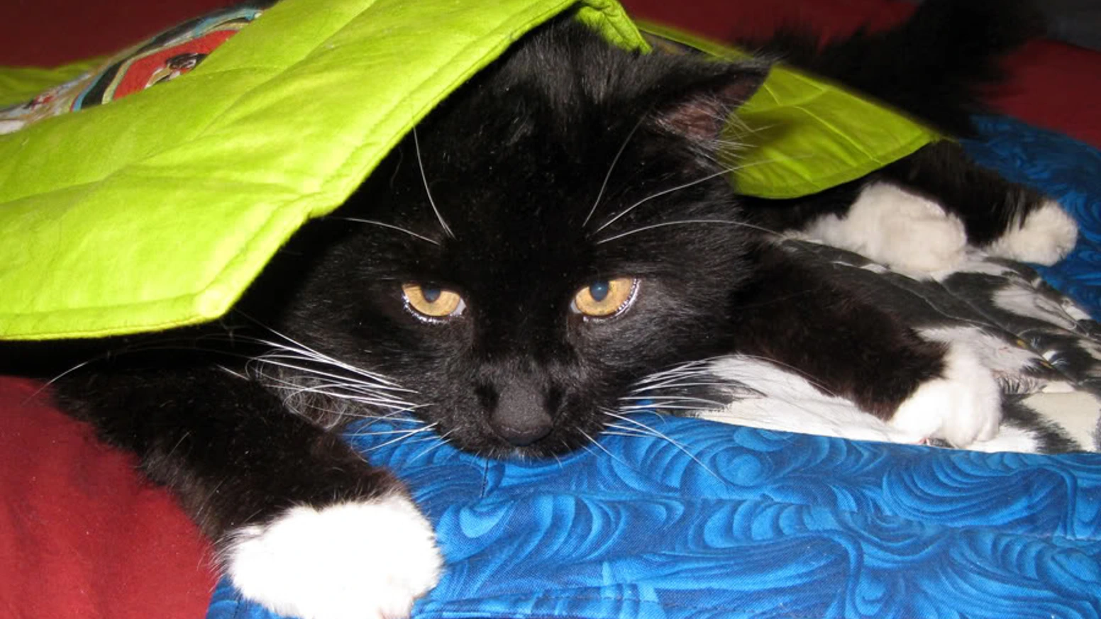 用草药被子治愈宠物，她如何让184人掏出139美元？