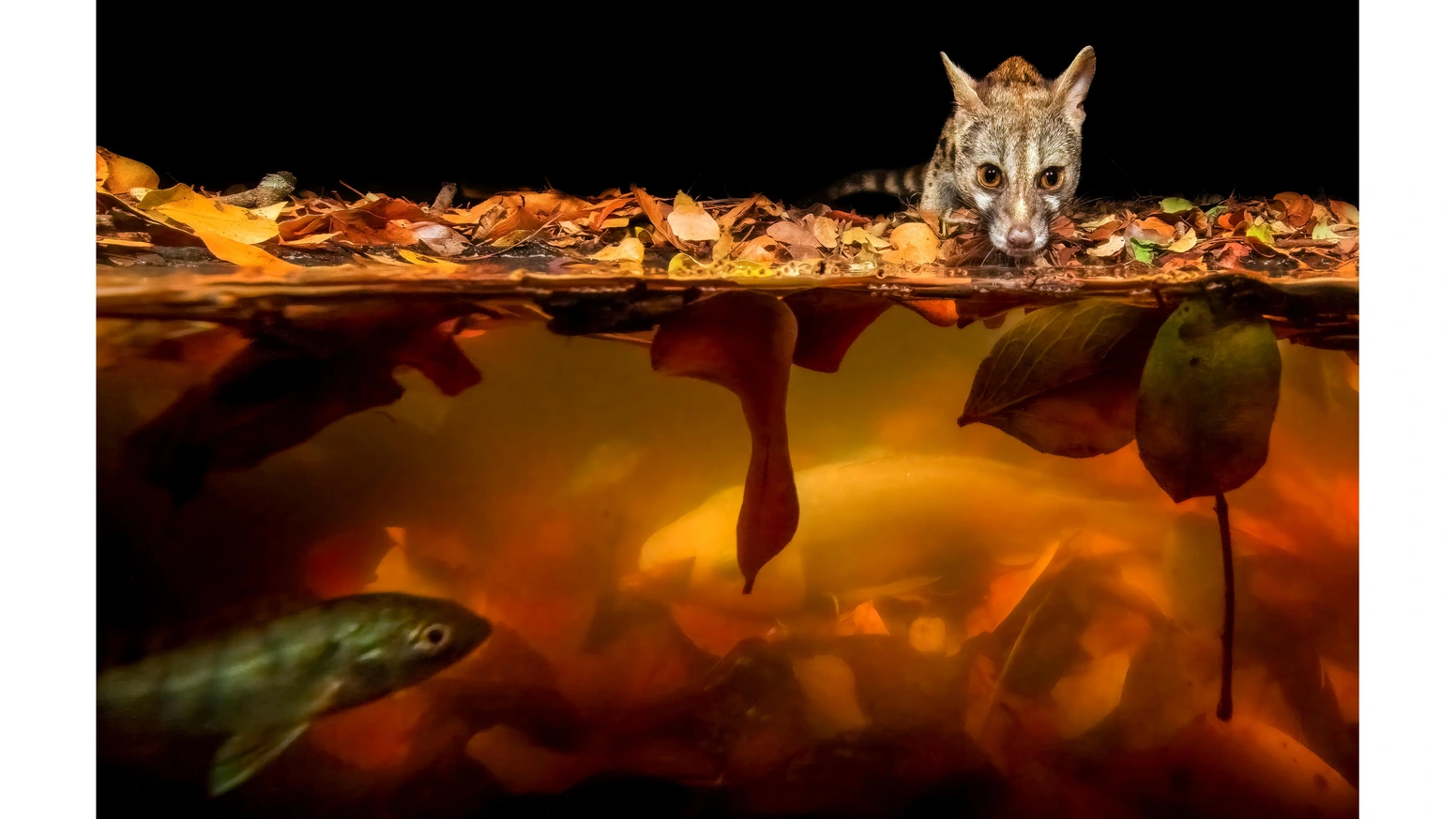 一本童话摄影集，如何让345人豪掷6.2万美元？