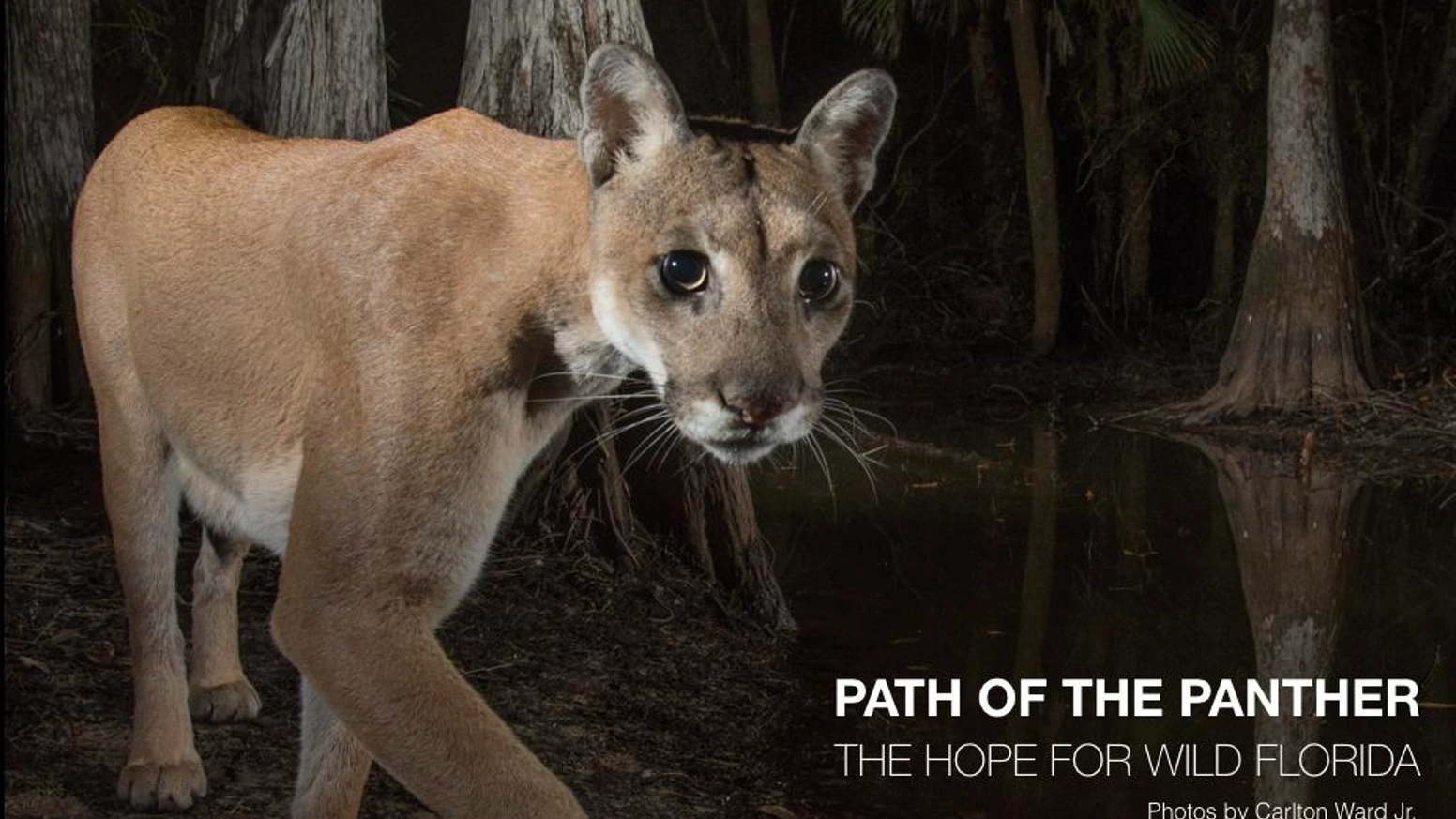 一部纪录片如何用影像众筹，撬动千万级生态保护行动