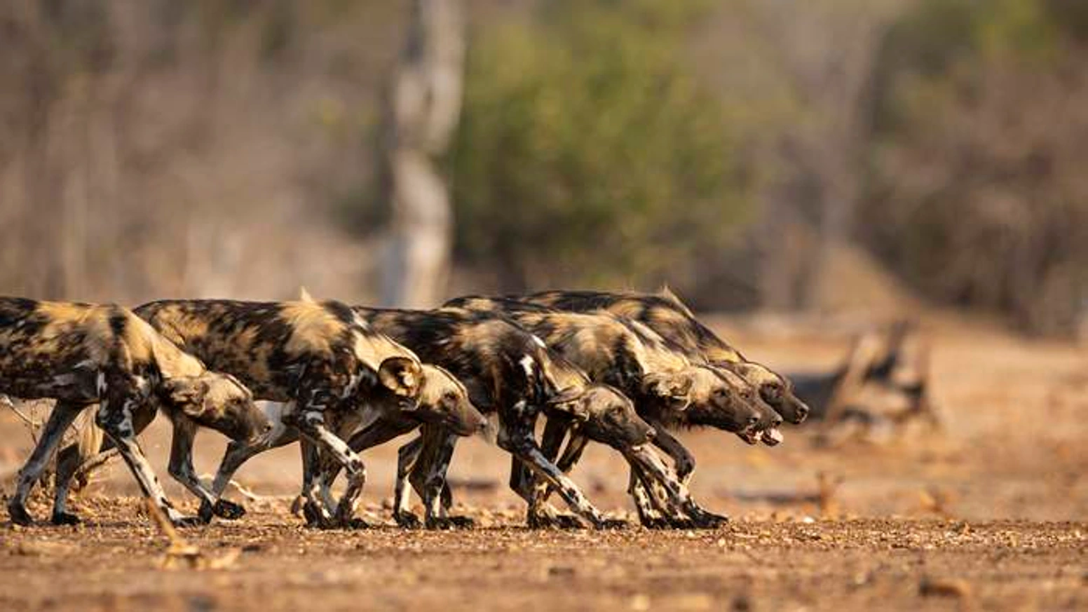 一本摄影集如何为濒危野犬募得78万？