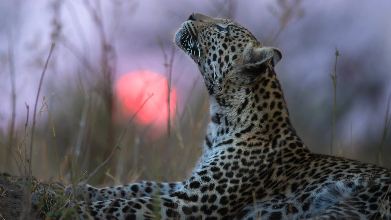 一本摄影书如何为豹群募得216万？